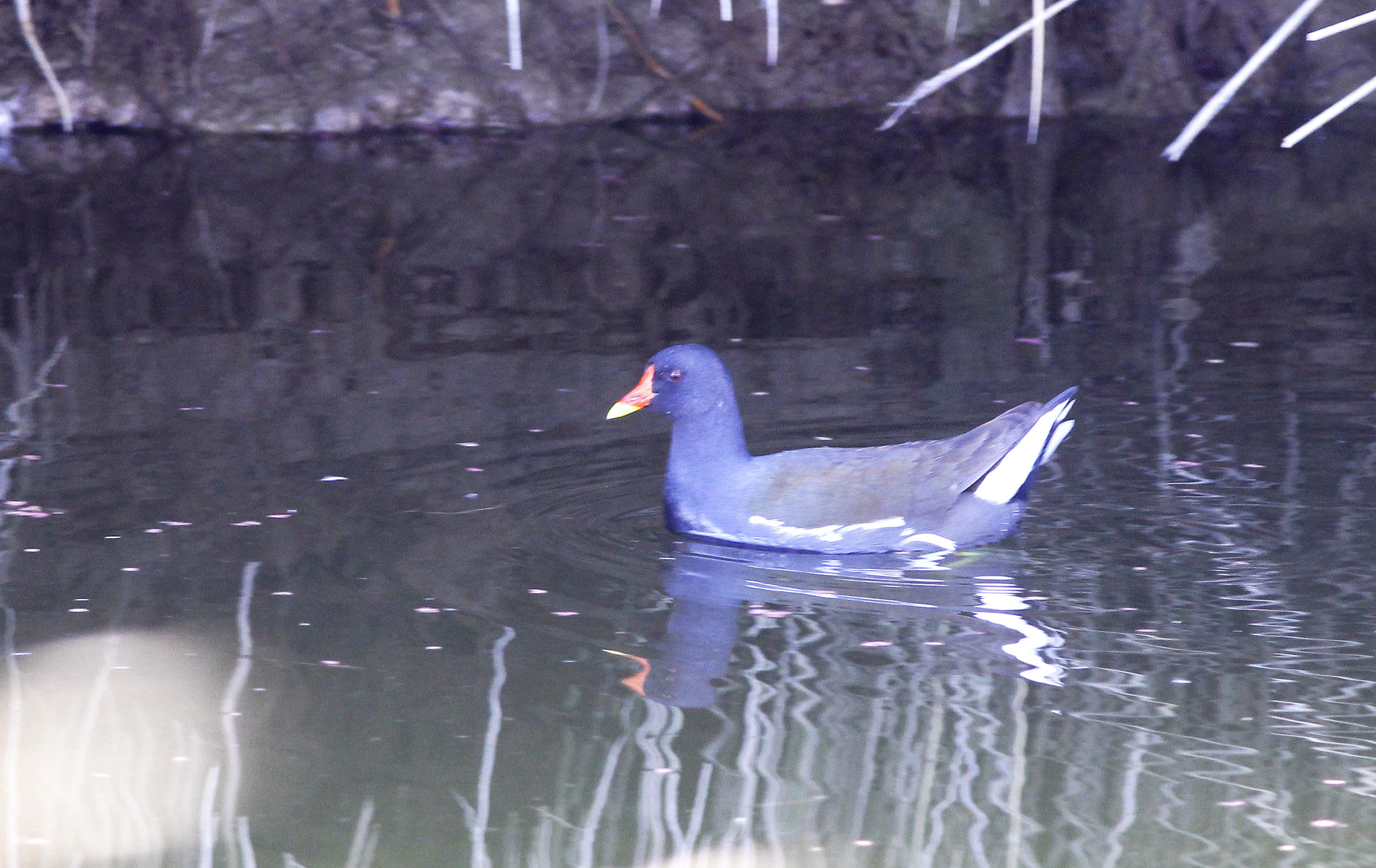 Eurasian Moorhen